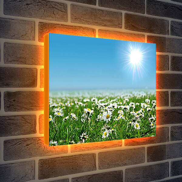 Лайтбокс световая панель - Яркое солнце и ромашки
