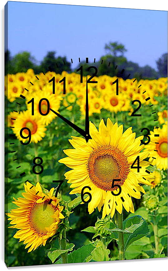 Часы картина - Солнечное поле
