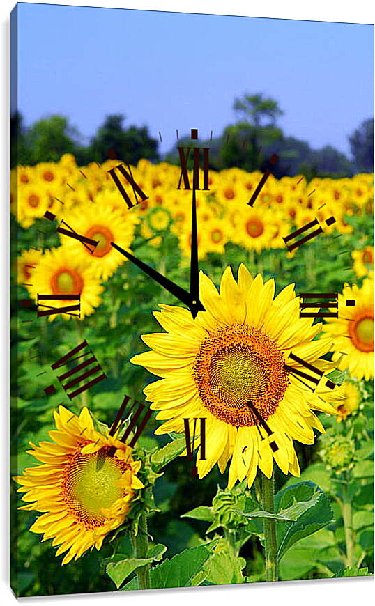 Часы картина - Солнечное поле
