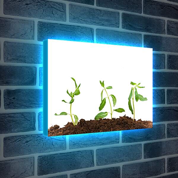 Лайтбокс световая панель - Рождение цветка
