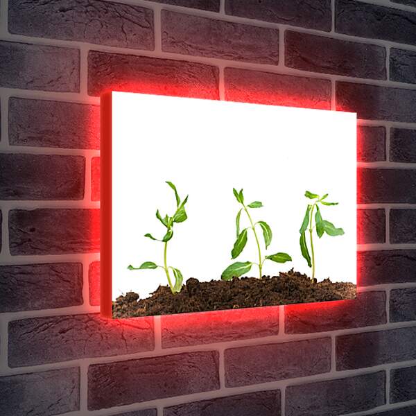 Лайтбокс световая панель - Рождение цветка
