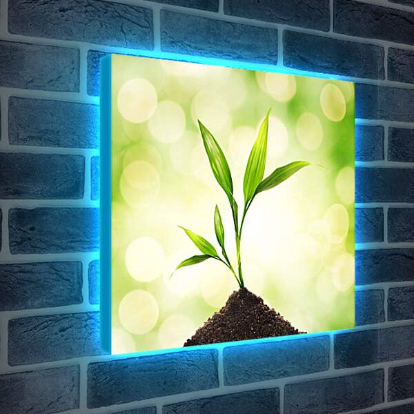 Лайтбокс световая панель - Новая жизнь ростка

