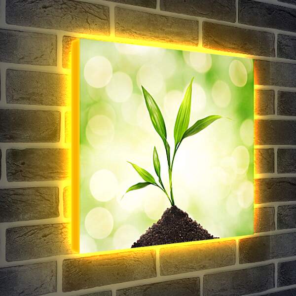 Лайтбокс световая панель - Новая жизнь ростка
