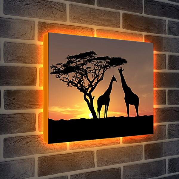 Лайтбокс световая панель - Жирафы в закате дня
