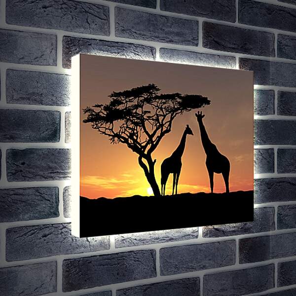 Лайтбокс световая панель - Жирафы в закате дня
