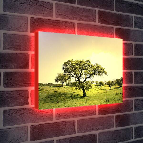 Лайтбокс световая панель - Жизнь деревьев
