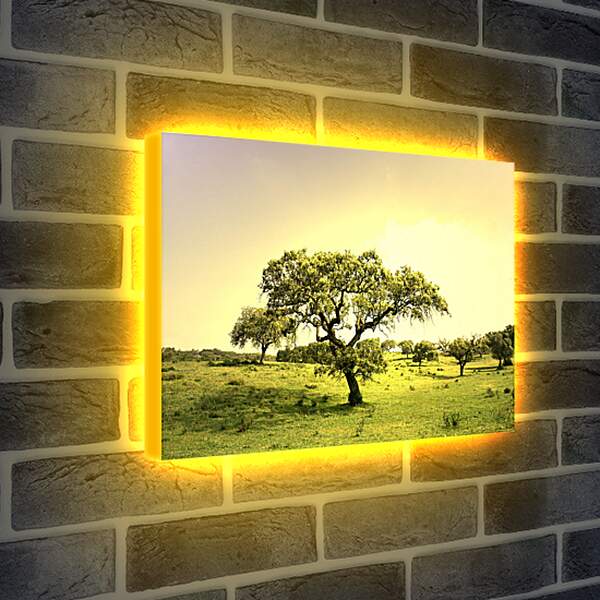 Лайтбокс световая панель - Жизнь деревьев
