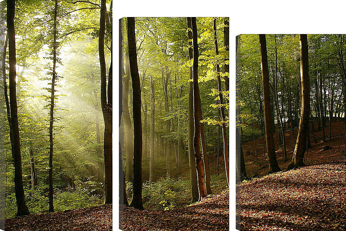 Модульная картина - Лучи в лесу
