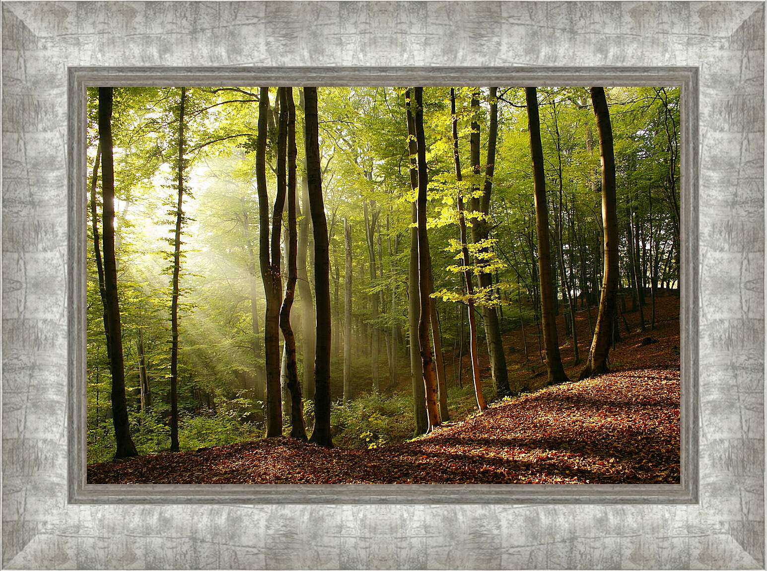 Картина в раме - Лучи в лесу
