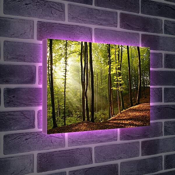 Лайтбокс световая панель - Лучи в лесу
