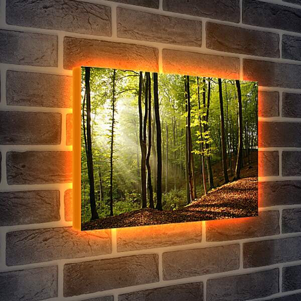 Лайтбокс световая панель - Лучи в лесу
