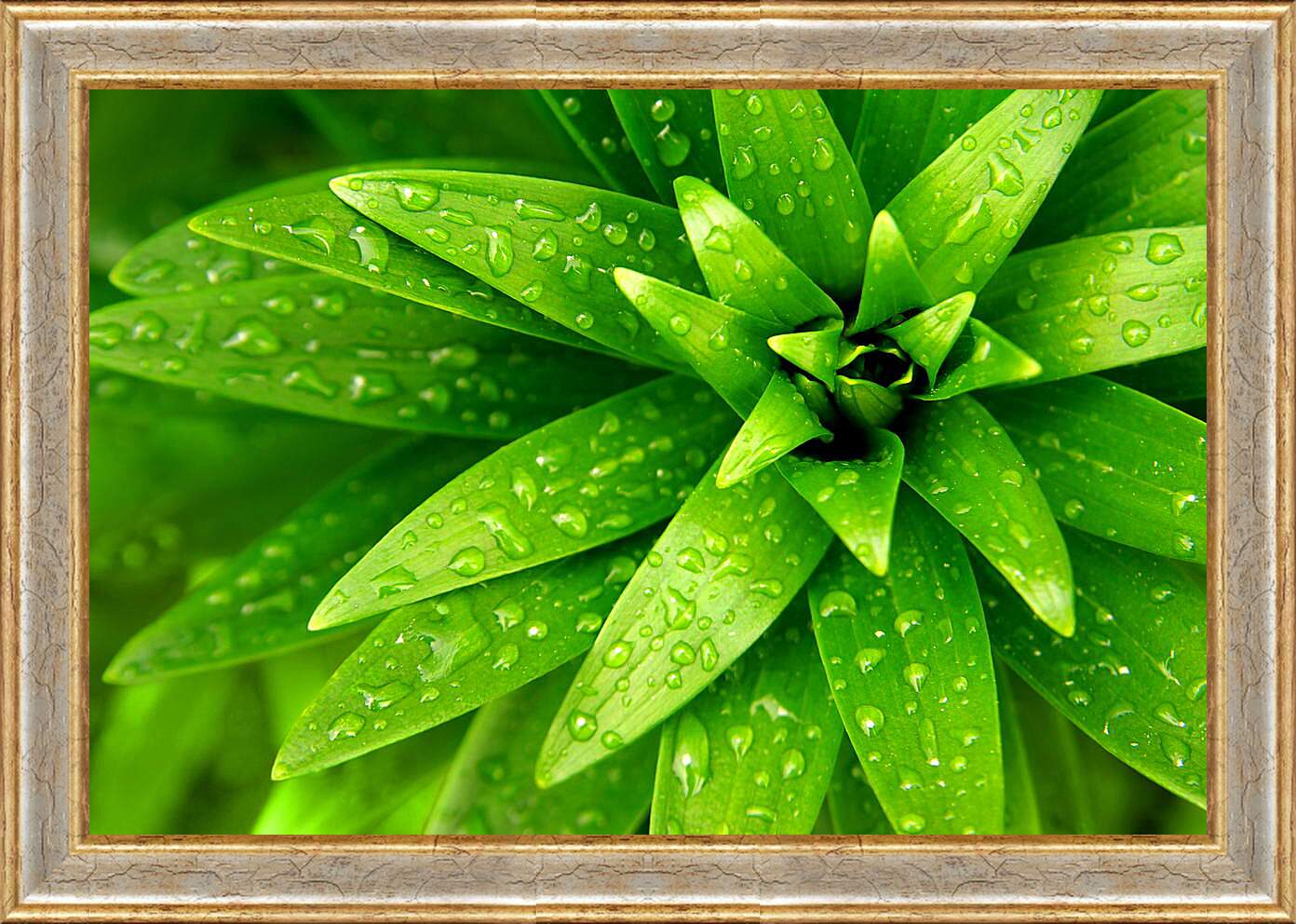 Картина в раме - Ярко зеленые листья
