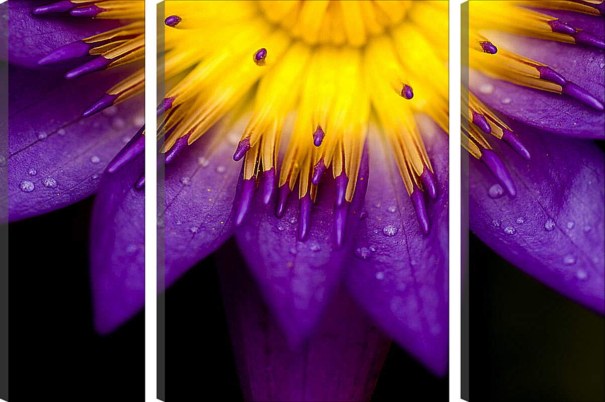 Модульная картина - Желто-фиолетовый цветок