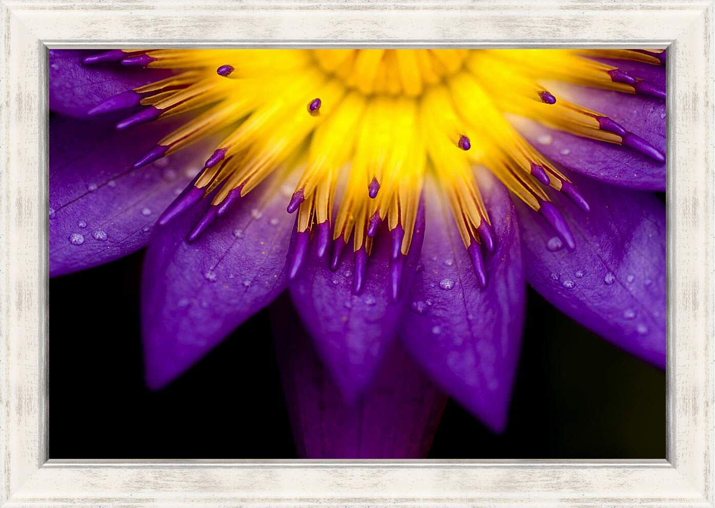Картина в раме - Желто-фиолетовый цветок