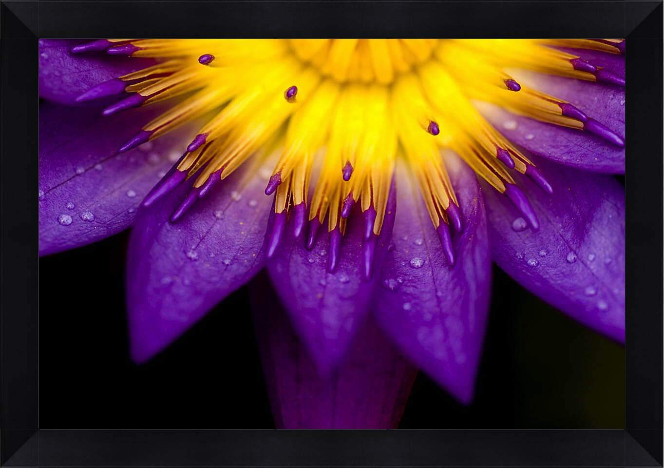 Картина в раме - Желто-фиолетовый цветок