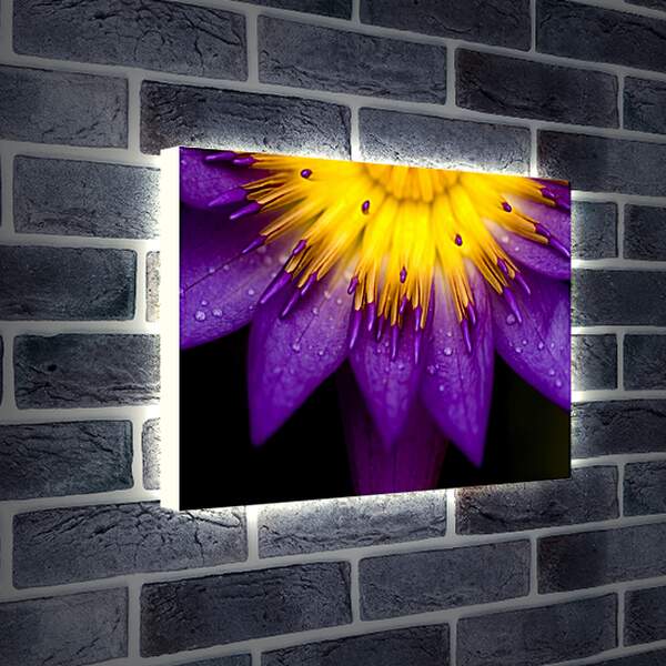 Лайтбокс световая панель - Желто-фиолетовый цветок