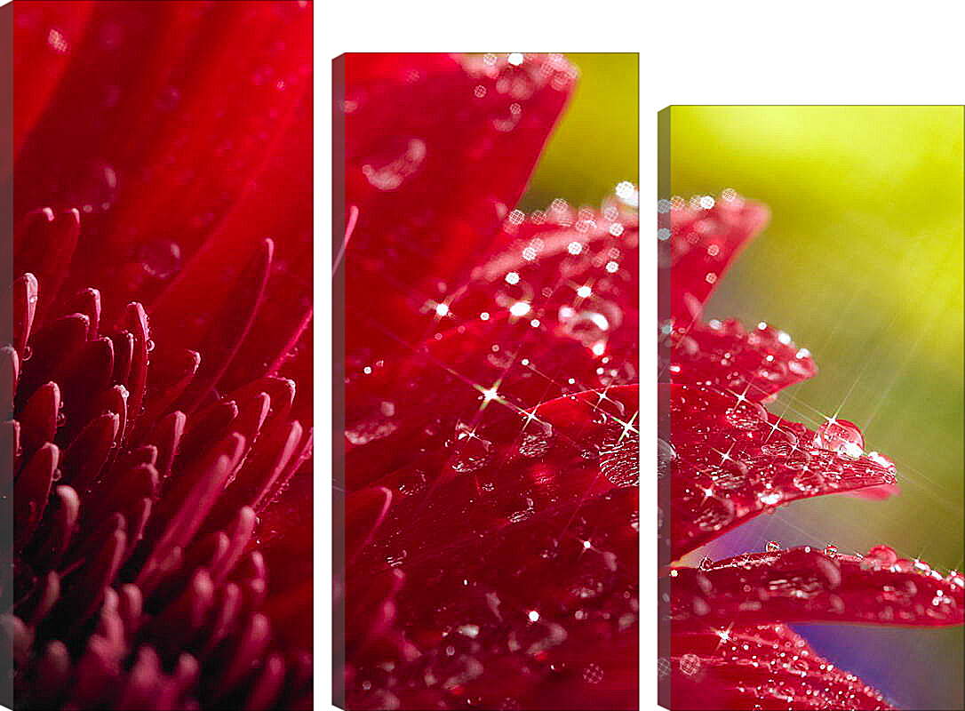 Модульная картина - Красный цветок в блеске
