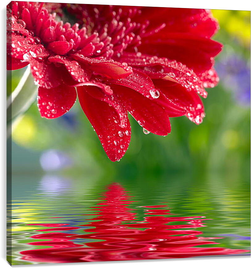 Постер и плакат - Красный цветок над водой
