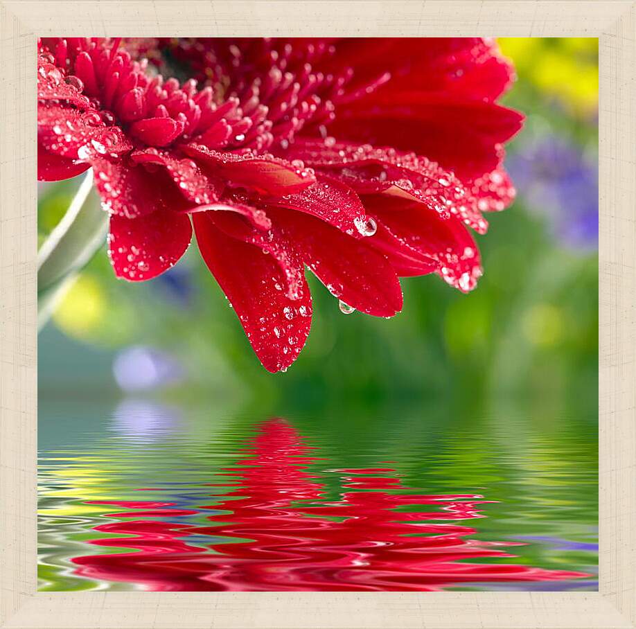 Картина в раме - Красный цветок над водой
