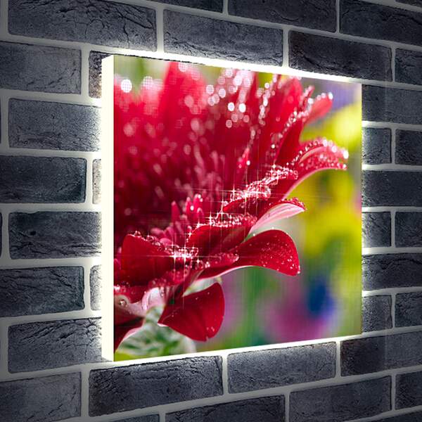 Лайтбокс световая панель - Очень красивый красный цветок
