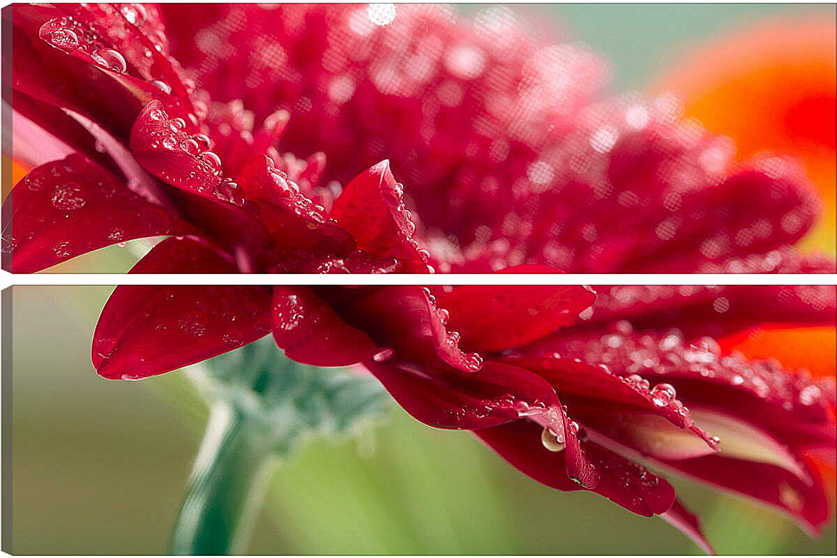 Модульная картина - Красный цветок в каплях россы
