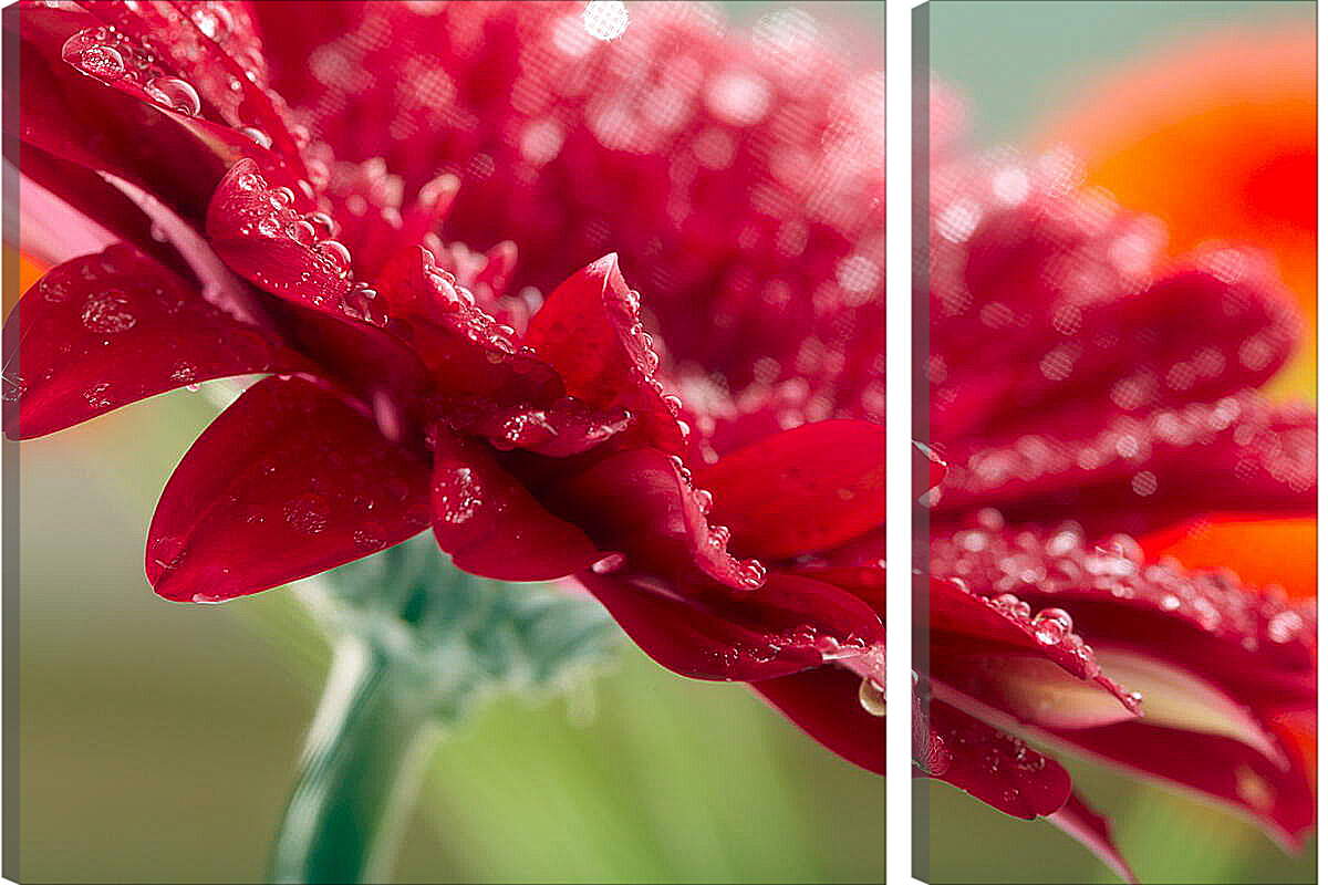 Модульная картина - Красный цветок в каплях россы
