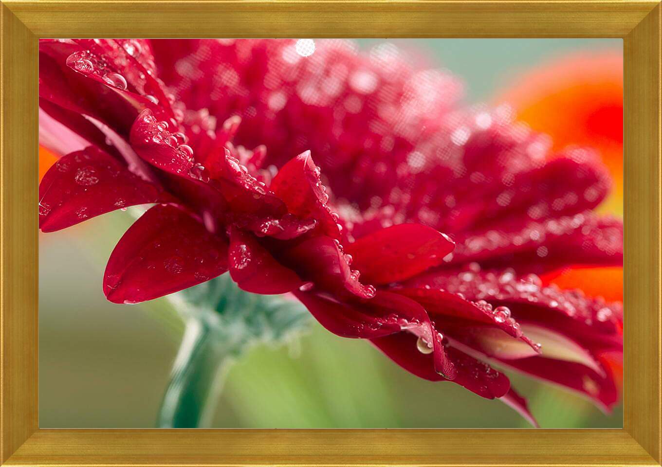 Картина в раме - Красный цветок в каплях россы
