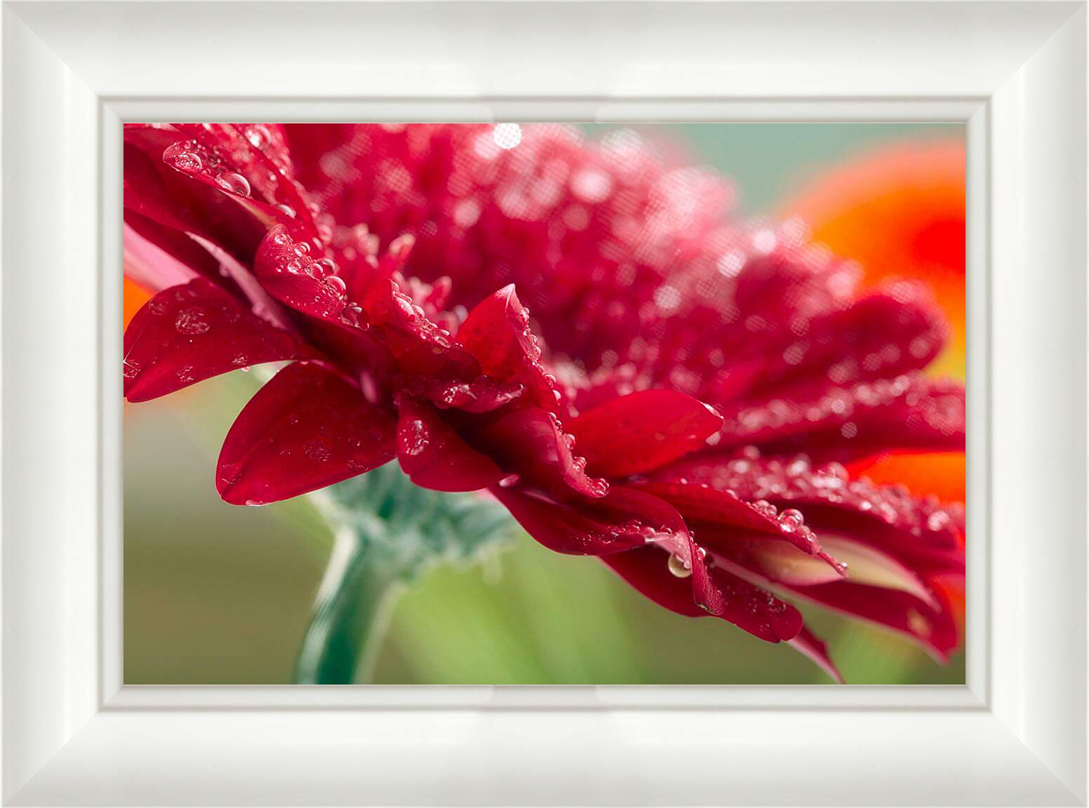 Картина в раме - Красный цветок в каплях россы
