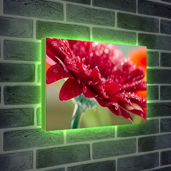 Лайтбокс световая панель - Красный цветок в каплях россы
