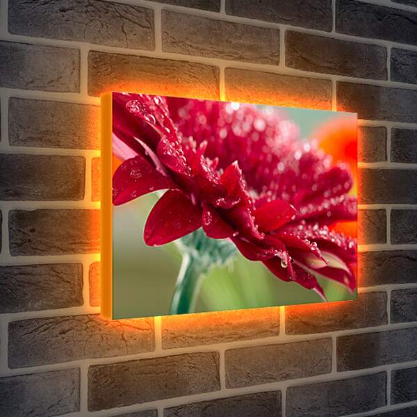 Лайтбокс световая панель - Красный цветок в каплях россы

