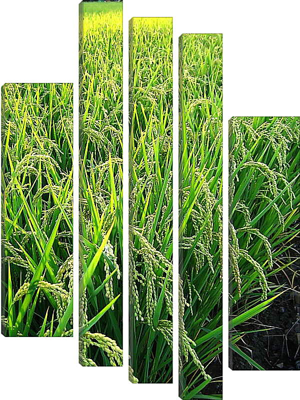 Модульная картина - Рис в поле
