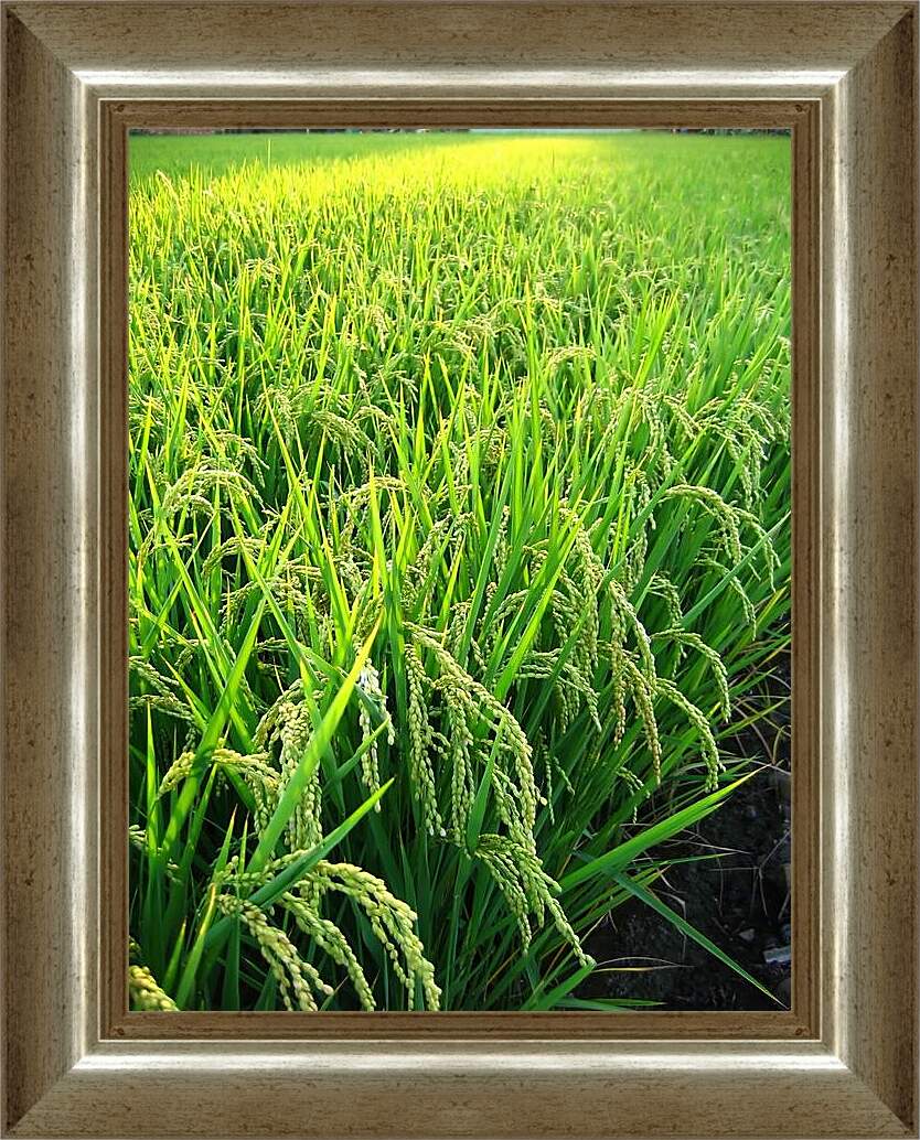 Картина в раме - Рис в поле
