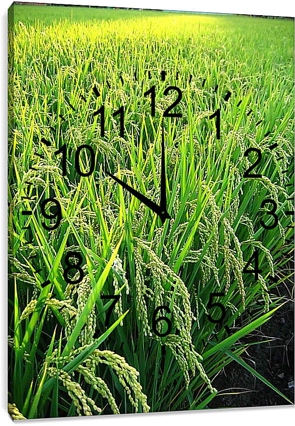 Часы картина - Рис в поле
