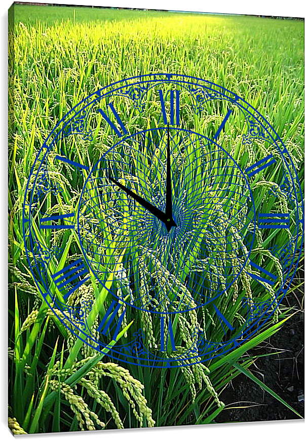 Часы картина - Рис в поле
