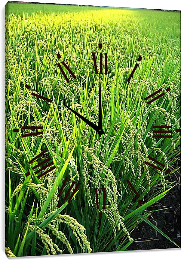 Часы картина - Рис в поле
