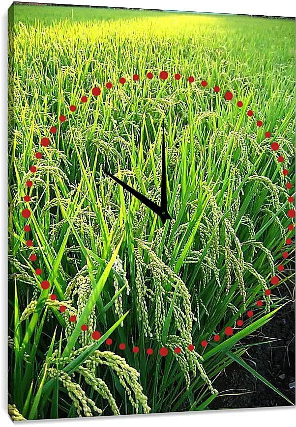 Часы картина - Рис в поле
