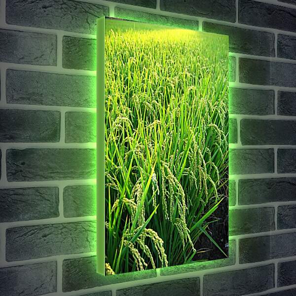 Лайтбокс световая панель - Рис в поле
