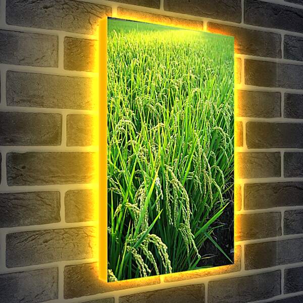 Лайтбокс световая панель - Рис в поле

