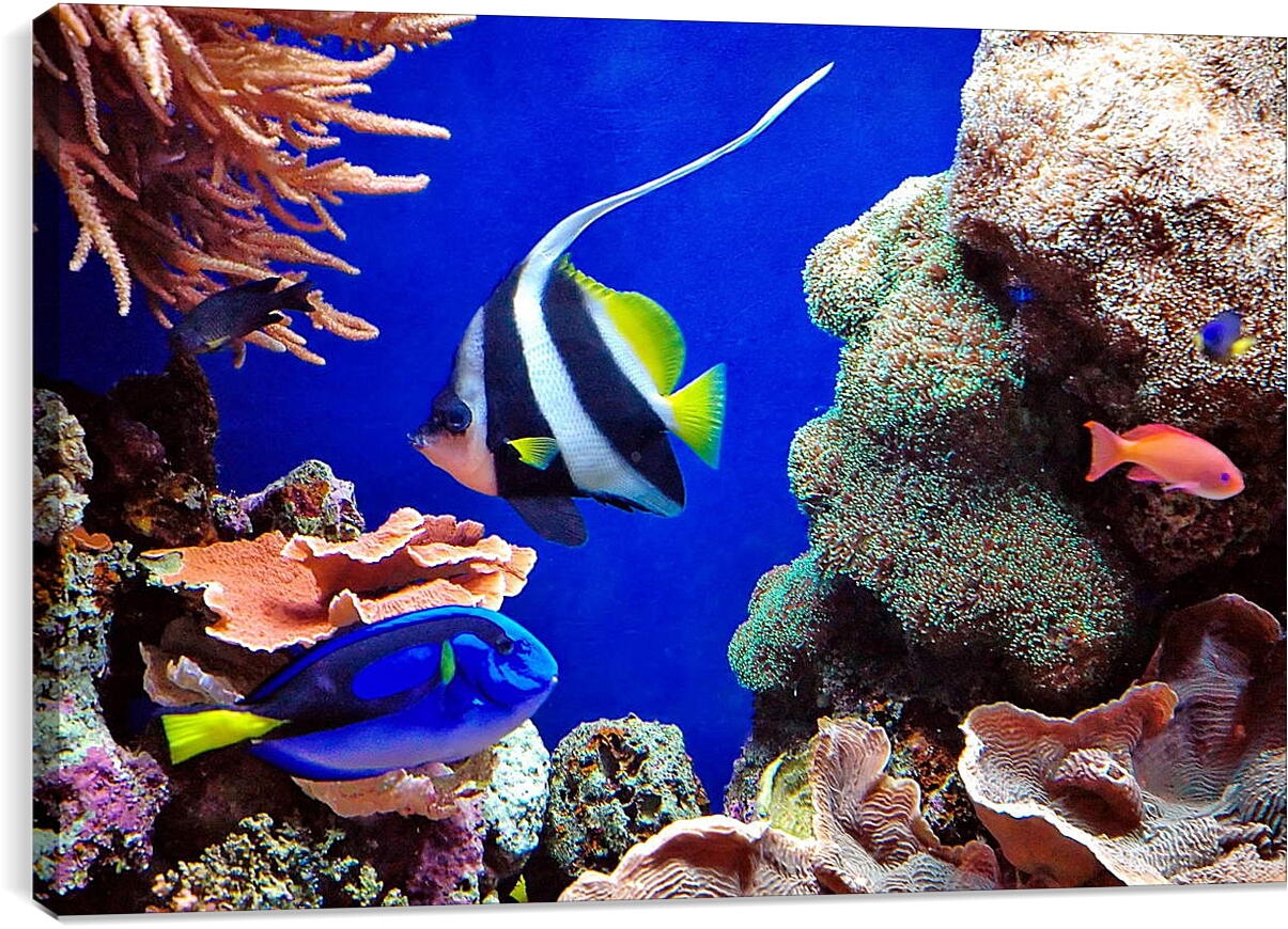 Постер и плакат - Рыбы в кораллах
