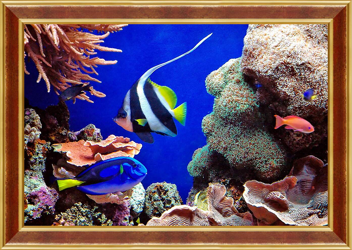 Картина в раме - Рыбы в кораллах
