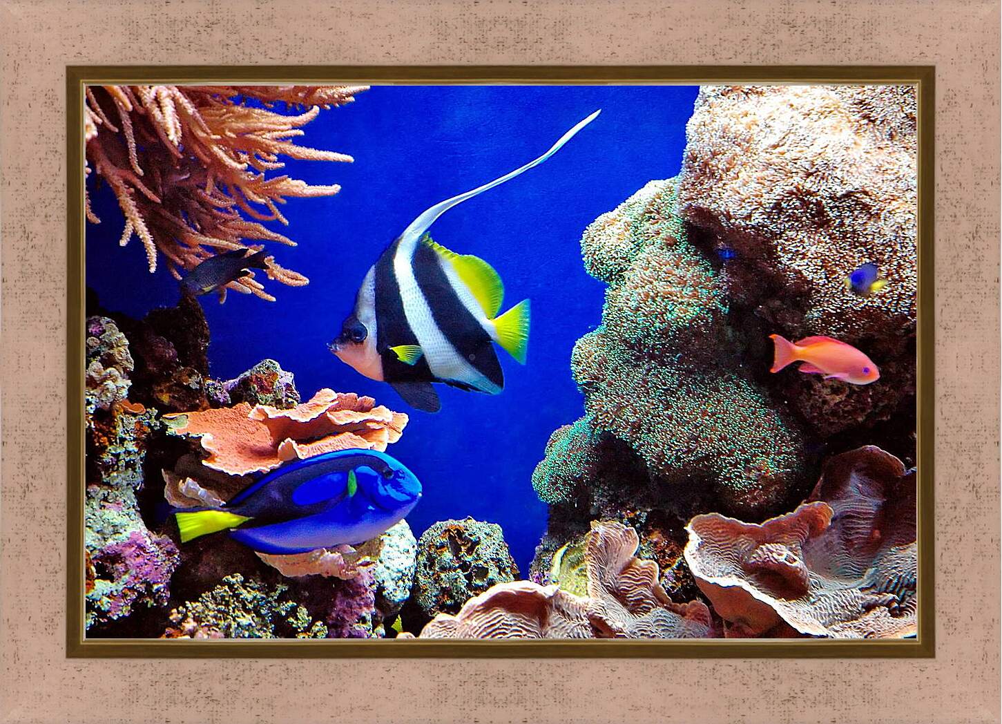 Картина в раме - Рыбы в кораллах
