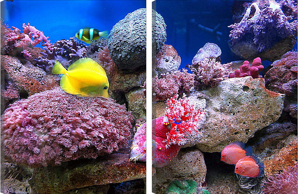 Модульная картина - Желтая рыба в кораллах
