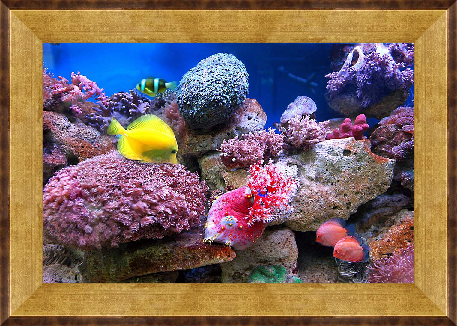 Картина в раме - Желтая рыба в кораллах

