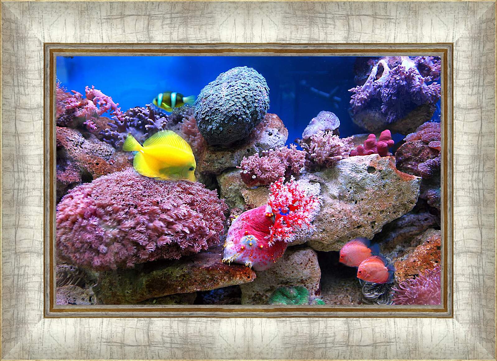 Картина в раме - Желтая рыба в кораллах
