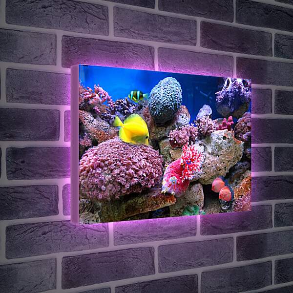 Лайтбокс световая панель - Желтая рыба в кораллах
