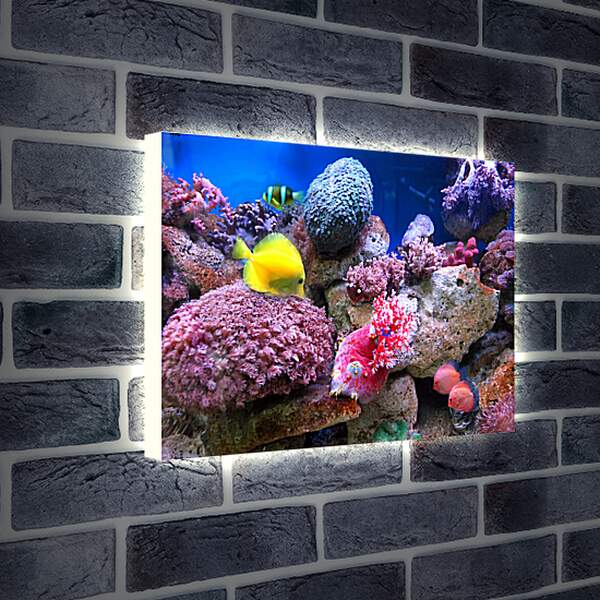 Лайтбокс световая панель - Желтая рыба в кораллах
