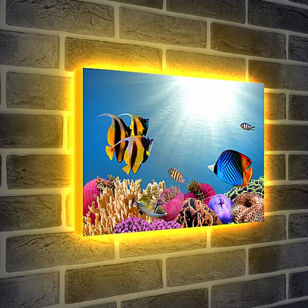 Лайтбокс световая панель - Полосатые рыбки
