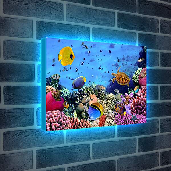 Лайтбокс световая панель - Много Рыб
