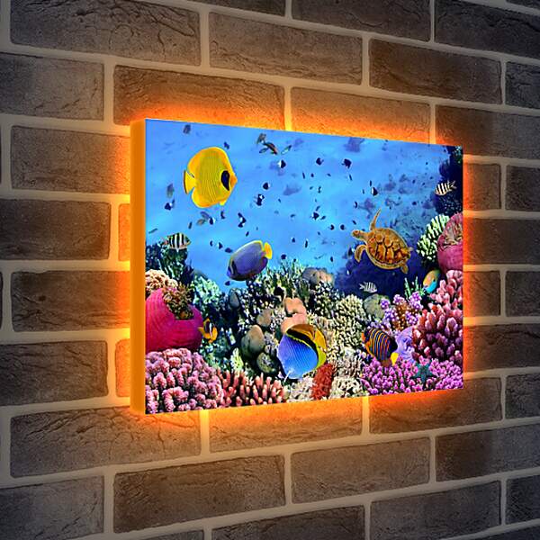 Лайтбокс световая панель - Много Рыб
