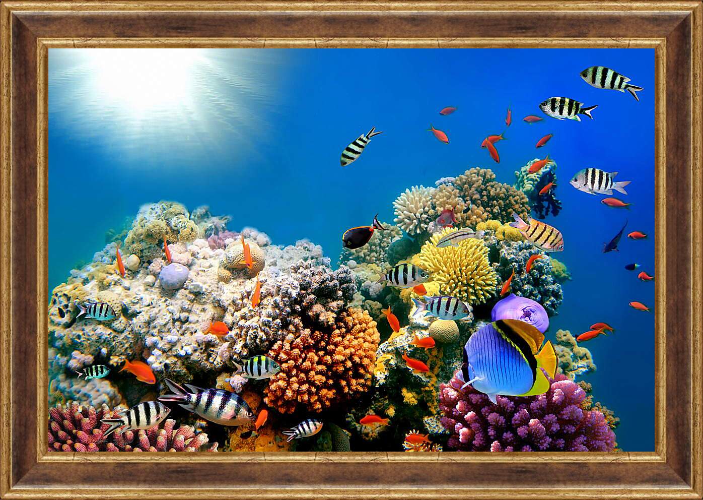 Картина в раме - Короллы и рыбы
